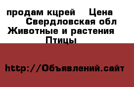 продам кцрей  › Цена ­ 450 - Свердловская обл. Животные и растения » Птицы   